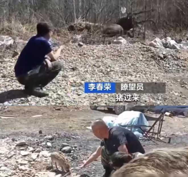 2020年，黑龙江一男子无意中救了一头小野猪，没想到这野猪竟天天上门蹭吃蹭喝，怎