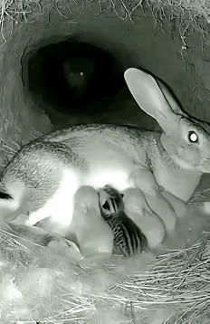 真为小兔庆幸，这只猫没吃这些小兔子，是不是为了母兔给它的小猫子喂奶暂时手下留情。