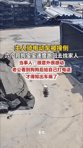太有灵性了！山东济南，女子骑电动车被撞倒，小狗也从电动车上掉了下来，女子还没回过