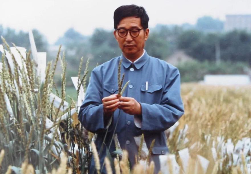 中国又出了一位“袁隆平”！他让粮食产量增长1000亿斤，喂饱5亿中国人，被称为中