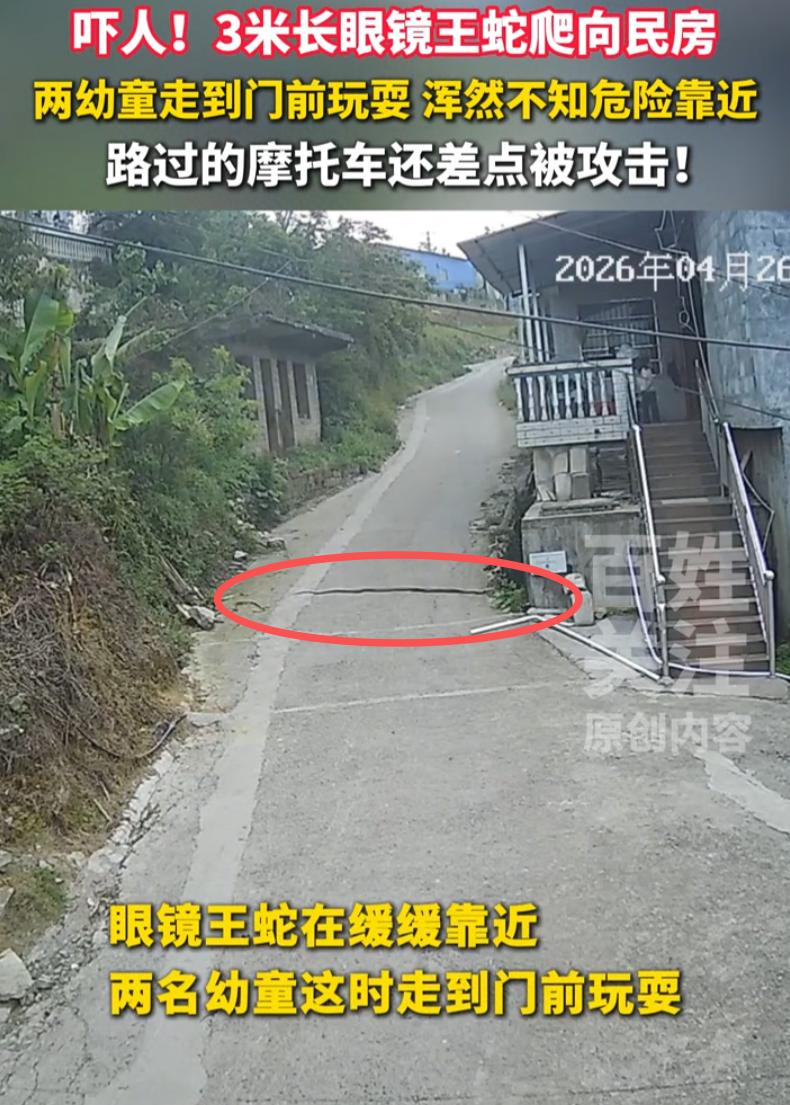 好吓人！贵州黔西南，一条三米多长的眼镜王蛇从草丛中爬出来向民房的方向去，一男子骑