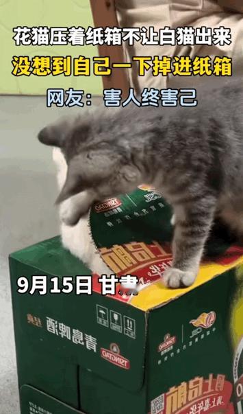 笑不活了！甘肃，女子家养了一只白猫和花猫，平时总是爱掐架，这不花猫压着箱子不让白