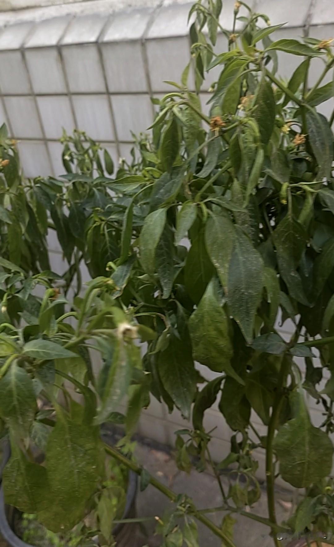 我用闲置的盆和桶种了辣椒，一开始都长势喜人，后来，有一盆辣椒花开的比较晚，结了五