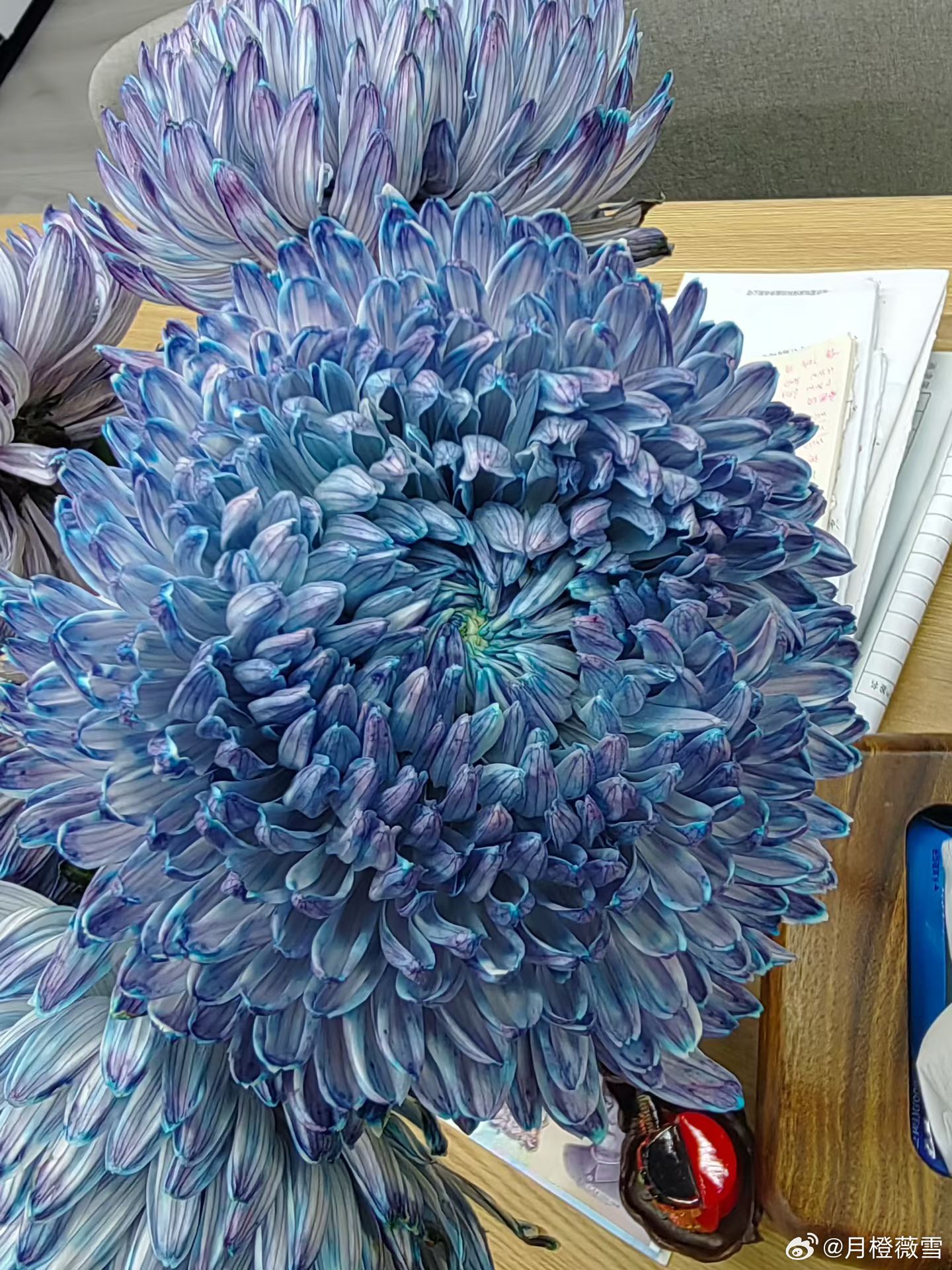 可以养几天啊，说是夏天最好养的花……