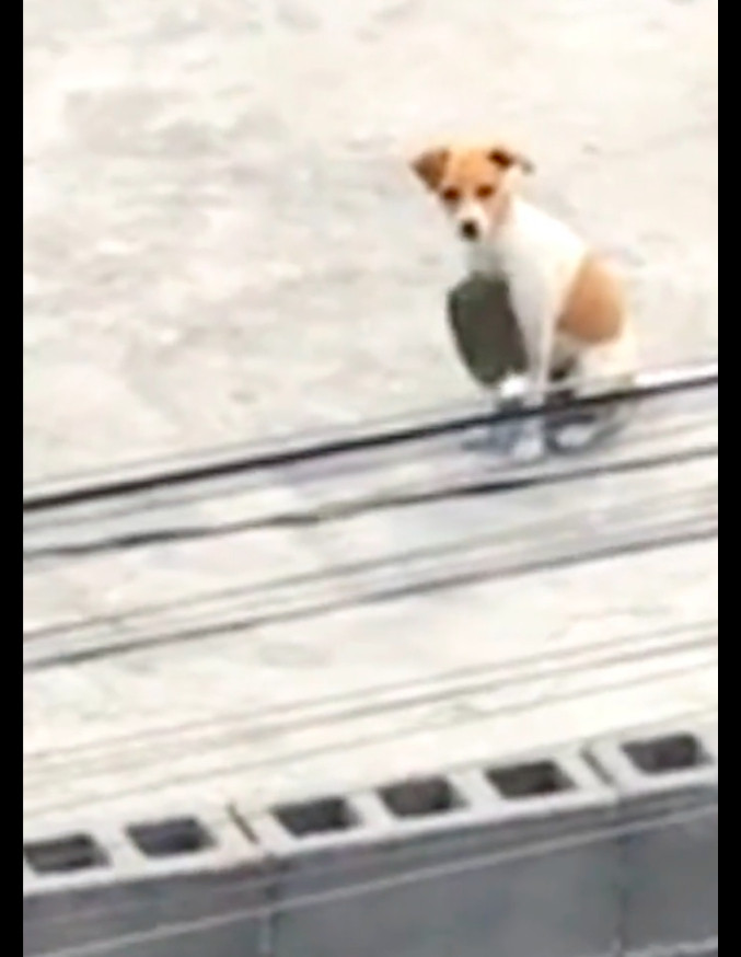 【走丢3个月的狗狗，去镇上买菜时巧遇到它，对望的那刻破防了！】近日在某地，有一位