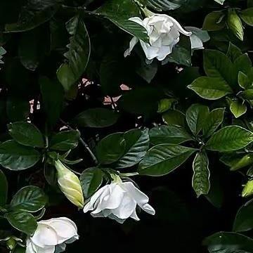 0000番茄的种植方法简述如下：1选种与播种：选择抗病性强、适应当地气候条件的番