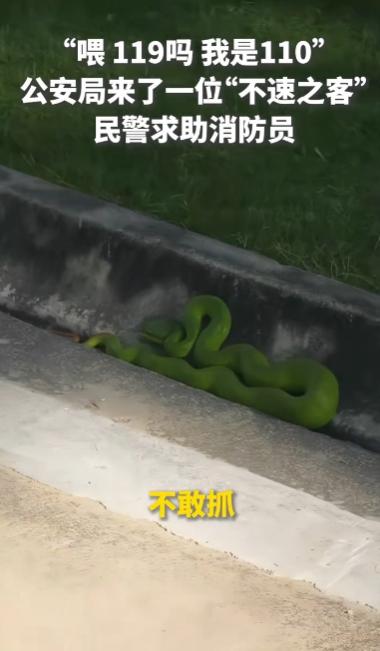 活久见！公安局闯进“绿巨蟒”，110拨通119：“喂，我们这儿有个不敢抓的主”