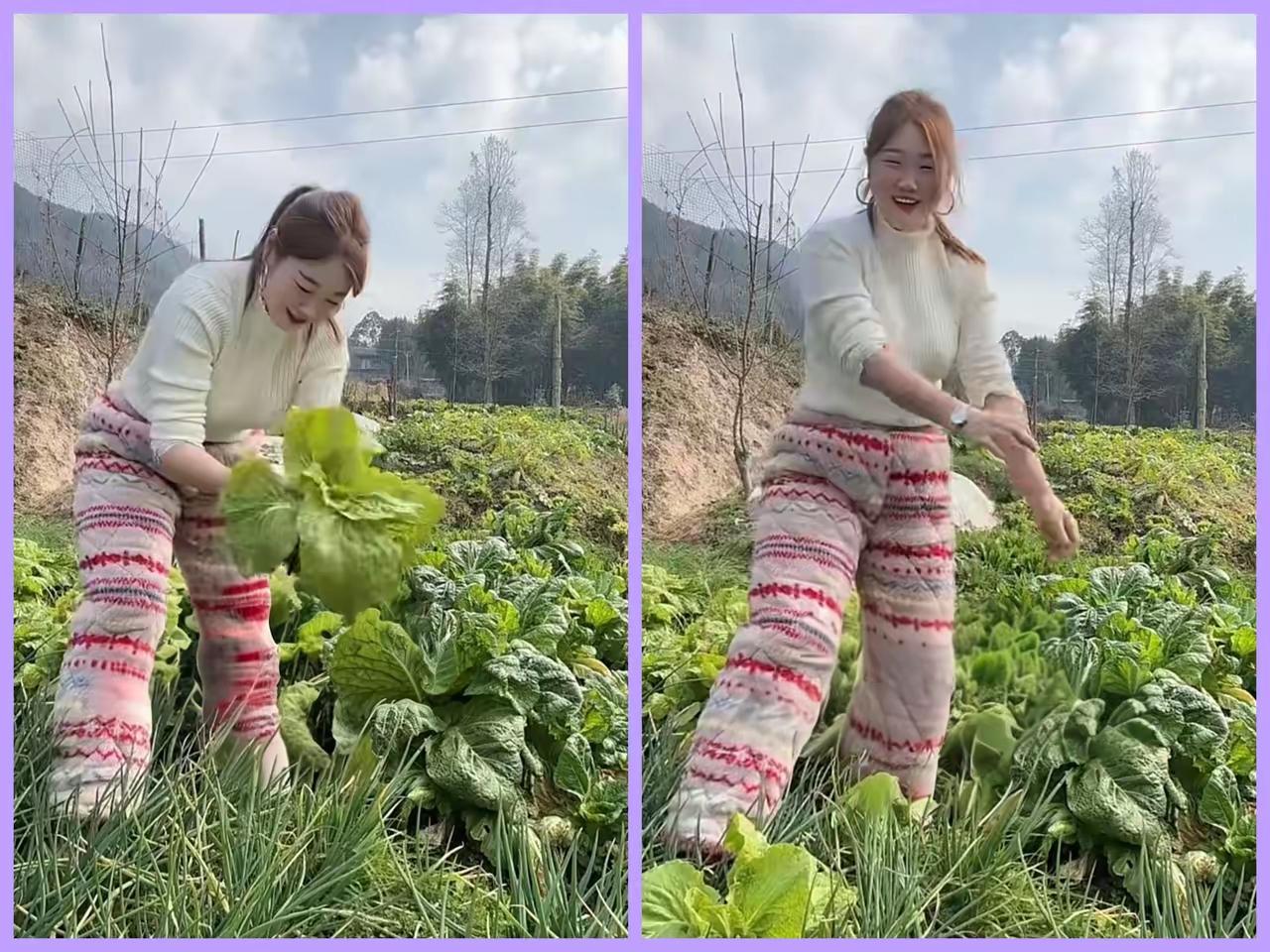 天净沙·邻里菜香娇娥蔬种盈田，邀邻采摘无钱。睦里和心自安。菜香盈院，睦