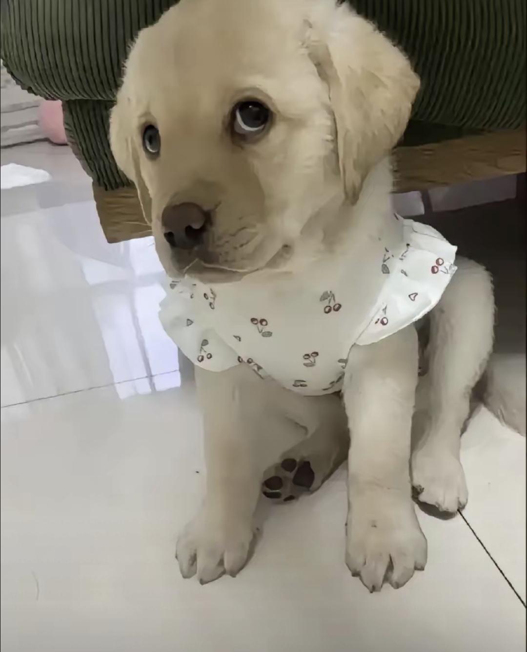 它睡觉贴着我胸口，手一动就醒；我做噩梦翻身，它马上把鼻子顶我手心。医生说这狗三个