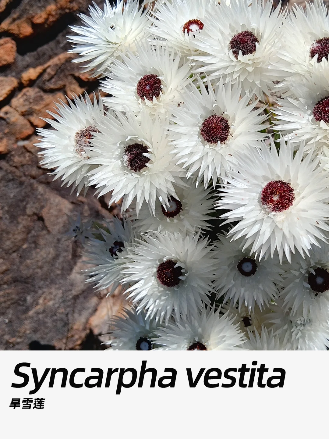 带你每天认识一种花材384｜旱雪莲