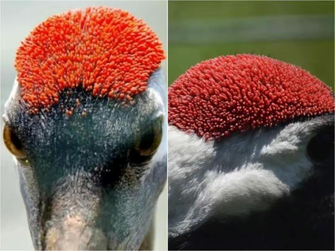 鹤顶红到底有没有毒？从生物的角度，鸟类并没有合成毒素的能力，极少数带毒的鸟类都是