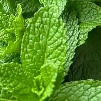 种植🍃留兰香的种植方法和时间1、根茎繁殖：在早春3月，将留兰香的地下根茎翻起