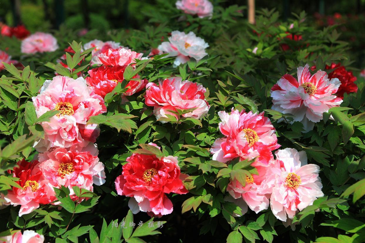 如果一生只能去一座古城，我一定选洛阳！🏮真的，去过一次就被彻底圈粉了！这座