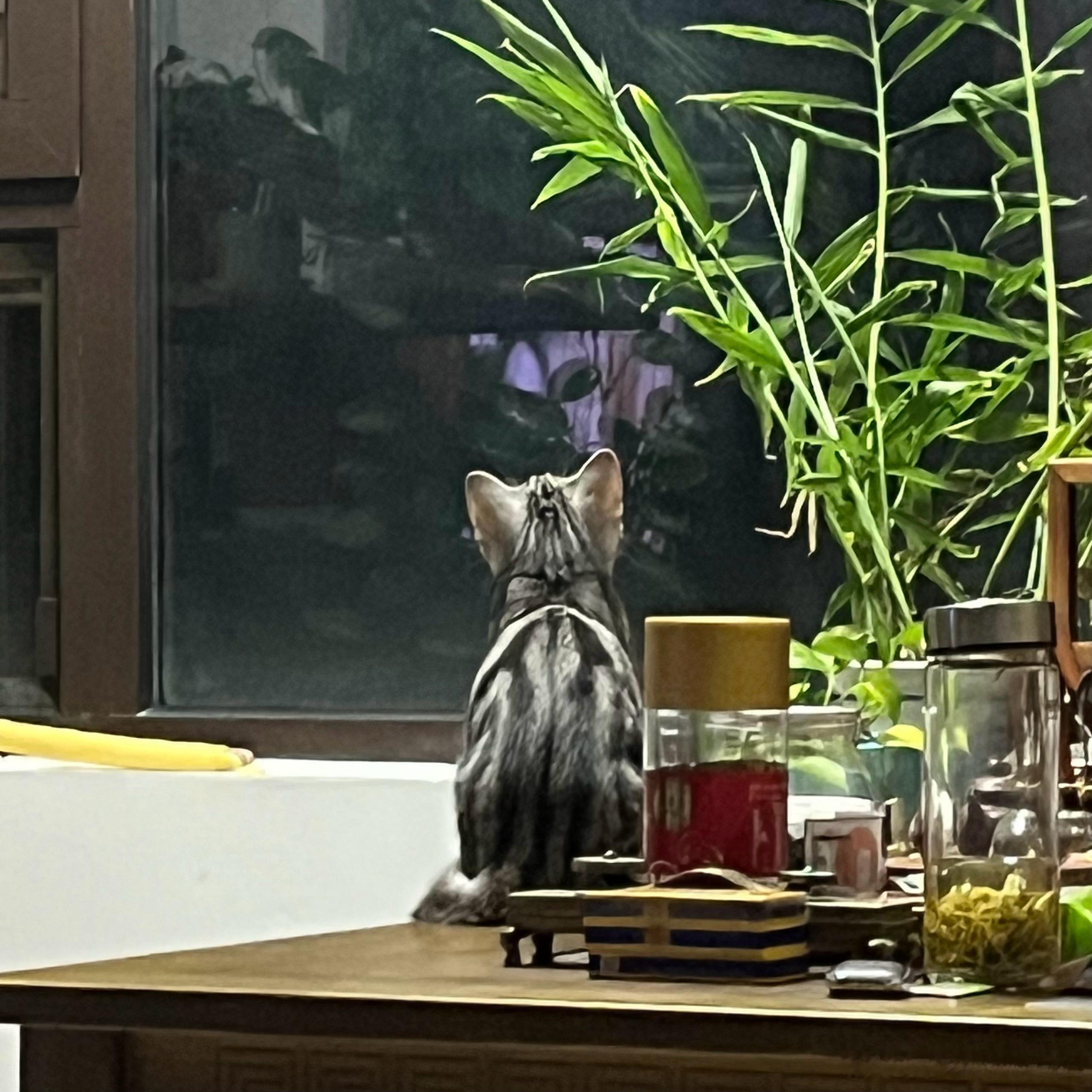 小朋友猫​​​