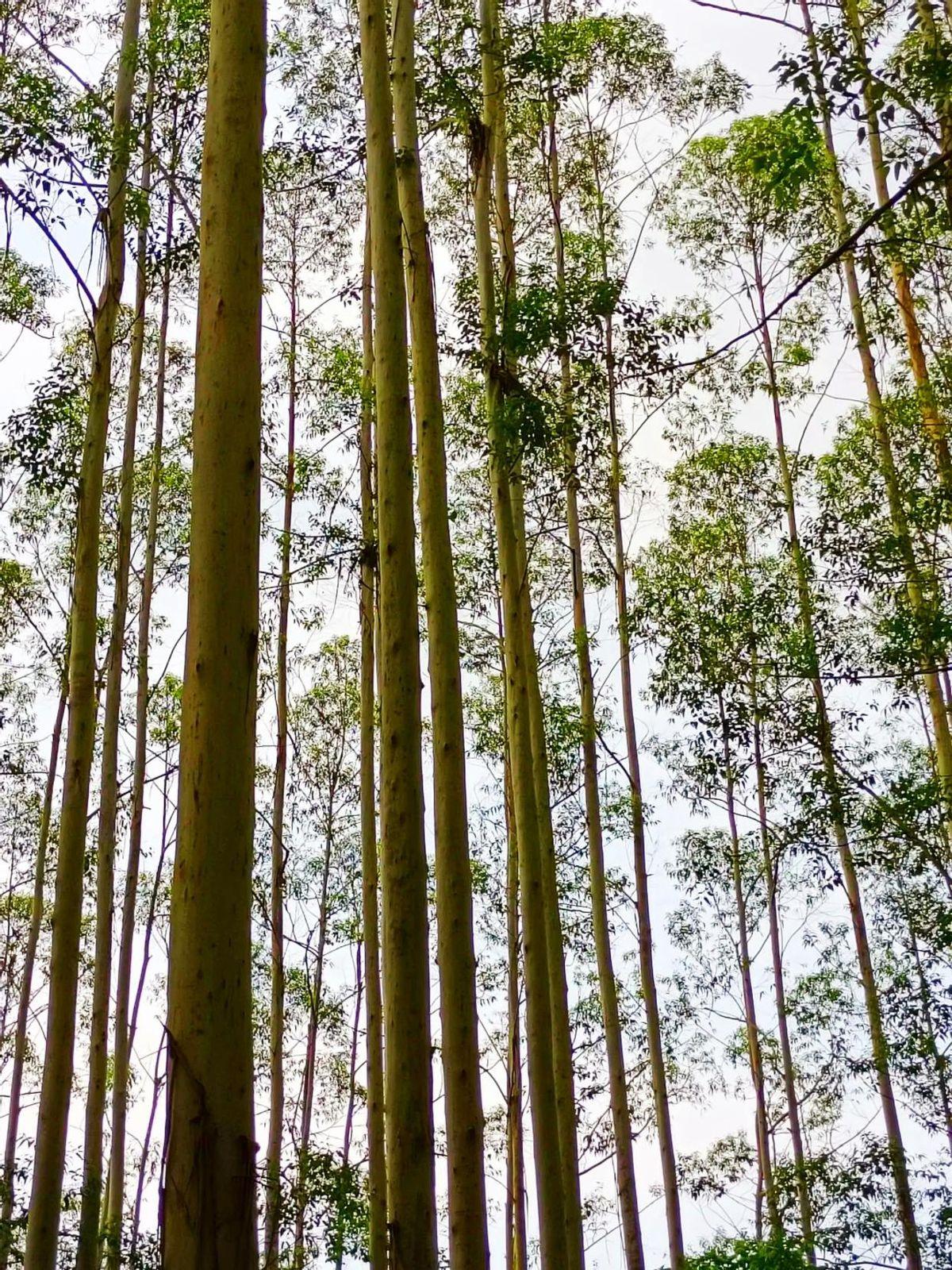 可怕的是人性！我国提倡植树造林，可为什么我国的大功臣，为全国贡献了31%商品木材