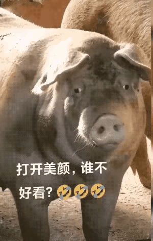 二师兄：不就是变美吗？加个美颜滤镜就可以了……你说这像不像一些女网红在直播间的