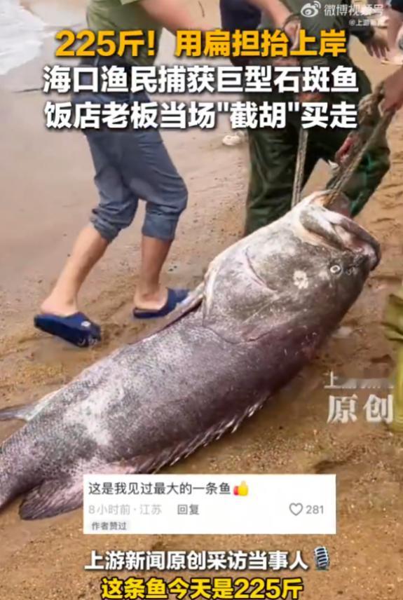 这下渔民赚翻了!10月26日,海南海口,一渔民出海捕鱼时,竟捕到一条和猪差不多大