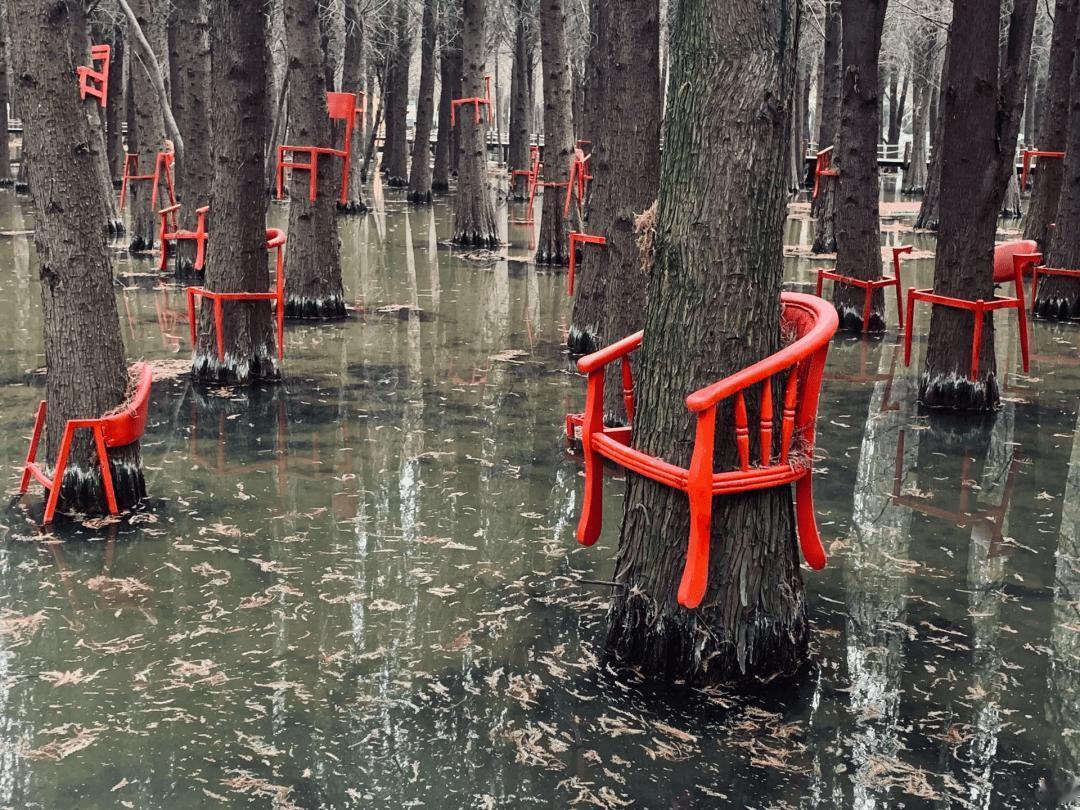 近日，网友在游览昆明捞渔河湿地公园时，发现每一棵水杉都被套上了一个亮红色的木椅子
