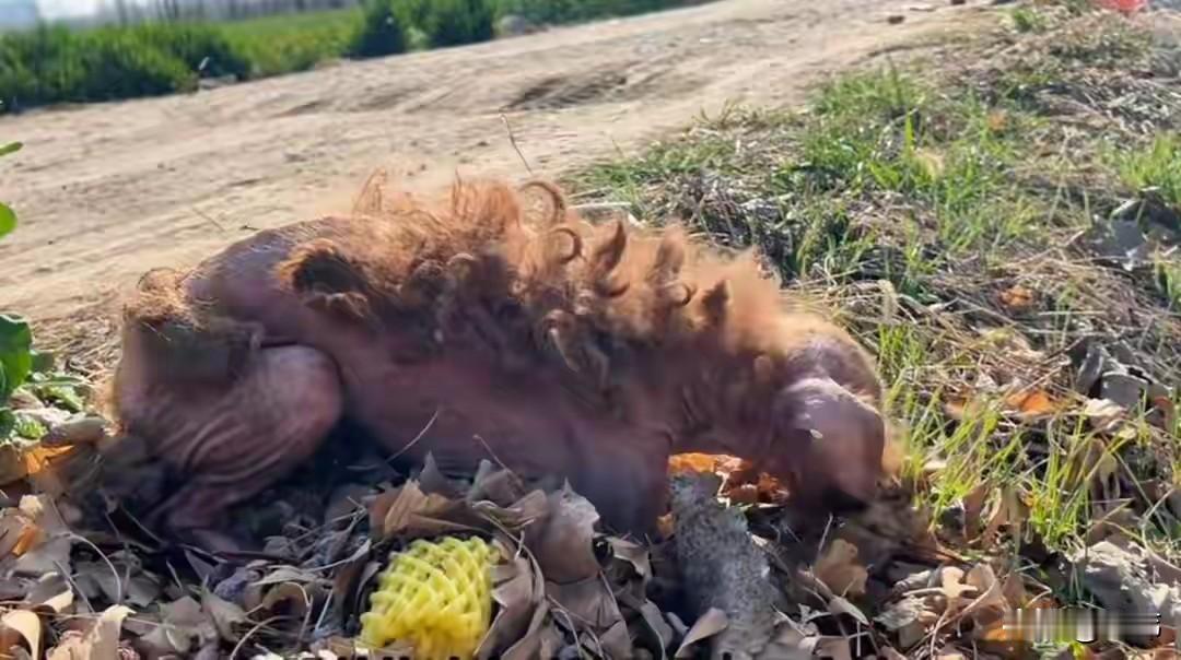 一位好心的大哥收养了许多的流浪狗，这天他和往常一样去地里除草，结果看到一只得了皮