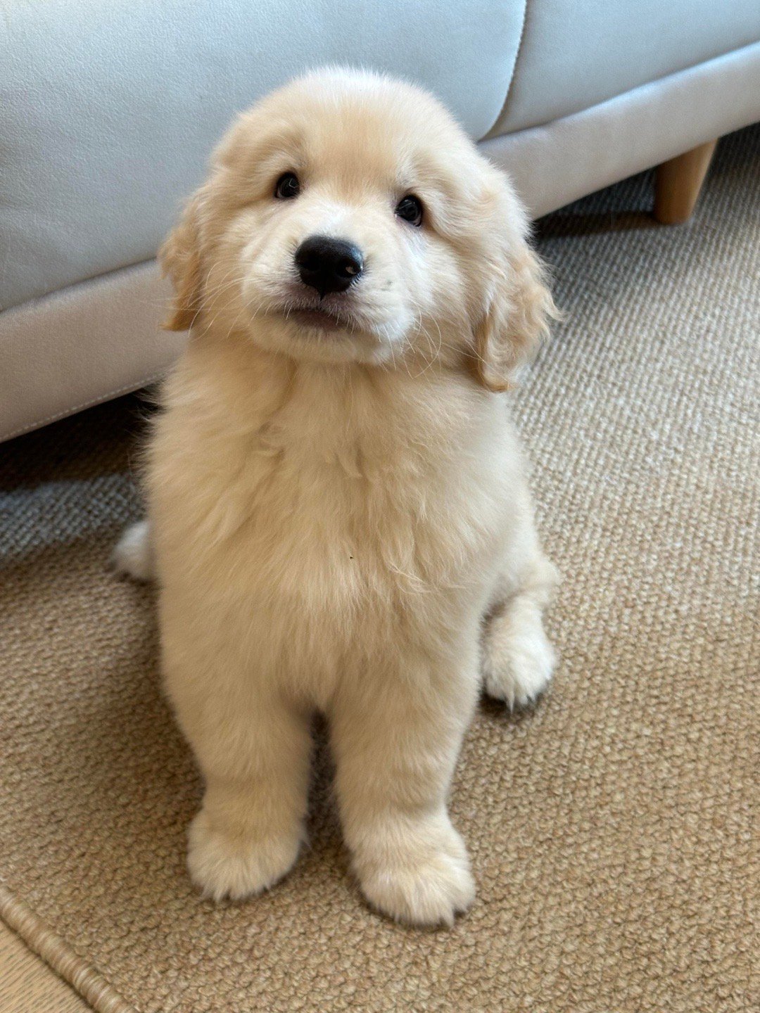 刚睡醒有起床气的小金毛，看到好吃的又露出了笑容