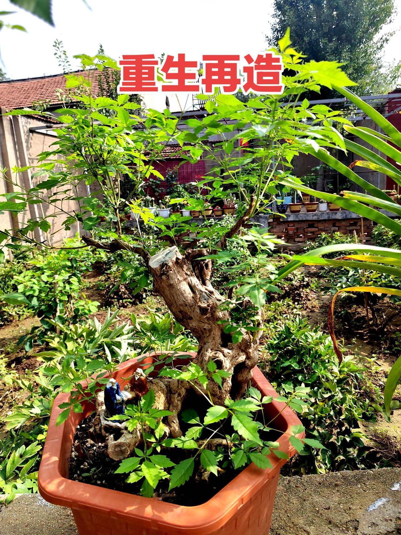 老桩盆景盆景艺术