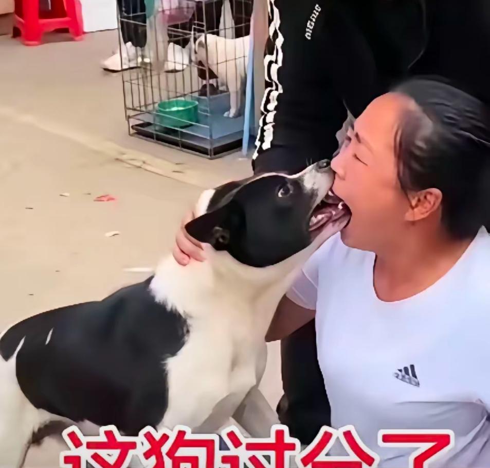 别怪狗，大妈亲吻她最爱的狗，却被狗咬住了舌头不撒开。既然真喜欢，这样挺好，自己乐
