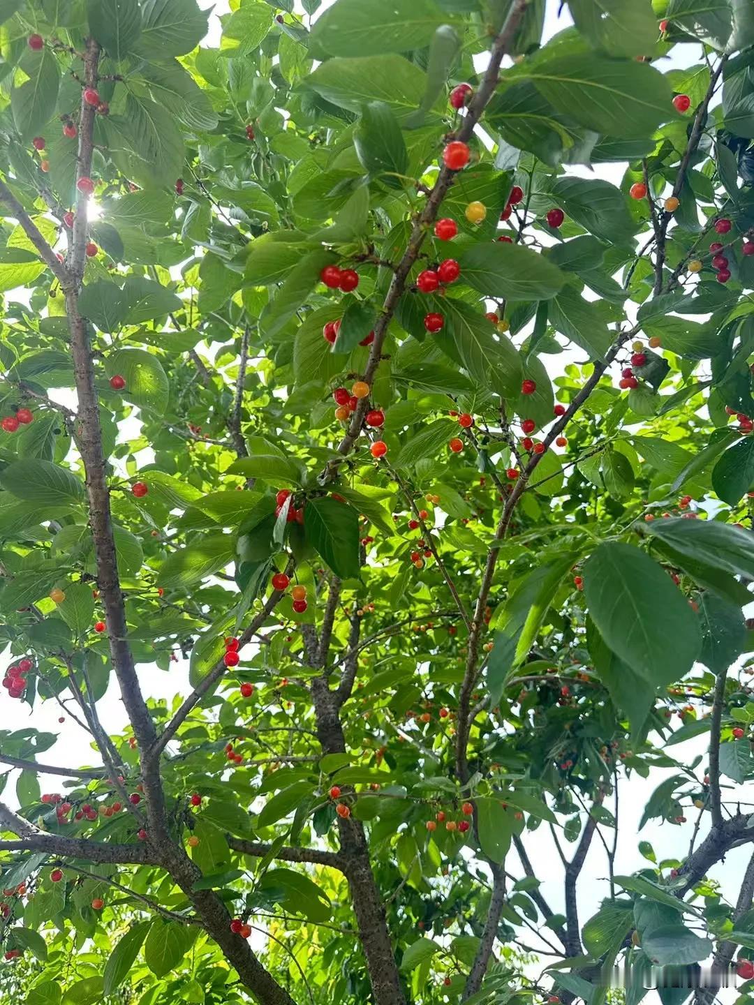 五一节快乐多，上山下河，野外烧烤，玩的很hapyy!摘樱桃，讨竹笋。
