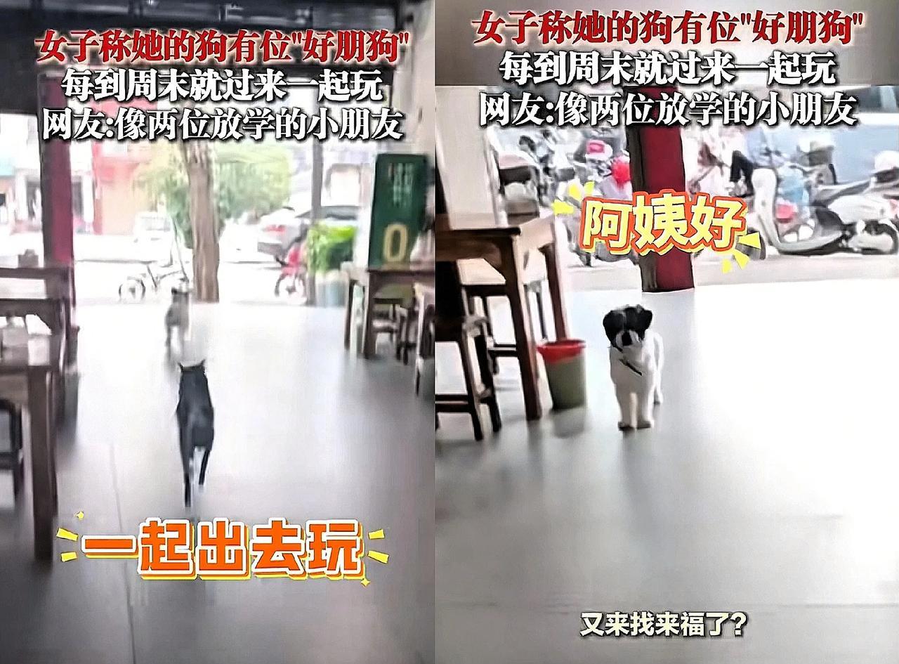 “太有灵性了！”贵州，女子看到一只狗来到家里。突然，她对楼上喊:“来福，你朋友
