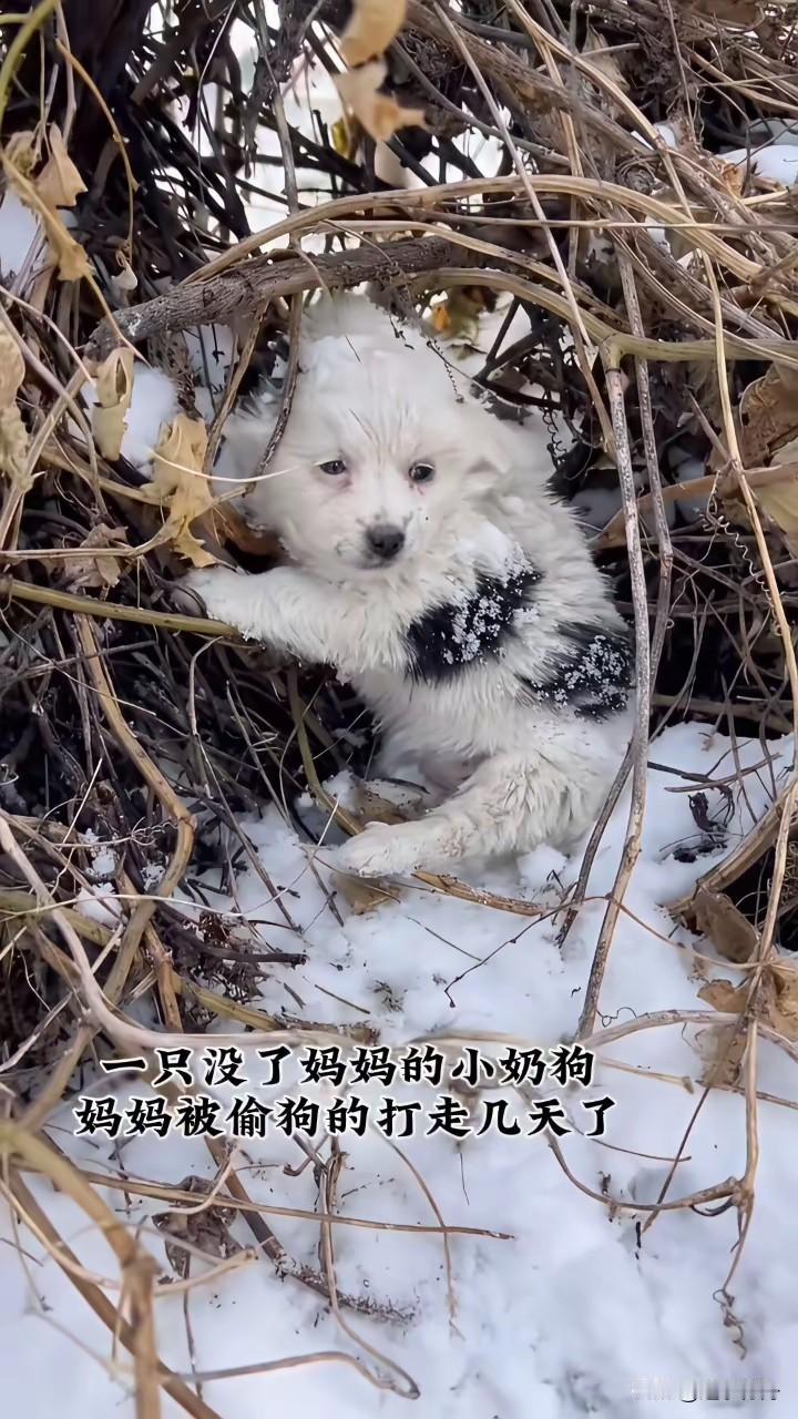 流浪狗妈妈被人抓走做火锅了，几只小狗都被饿死了只剩一只还在挣扎求生。这只小狗长着