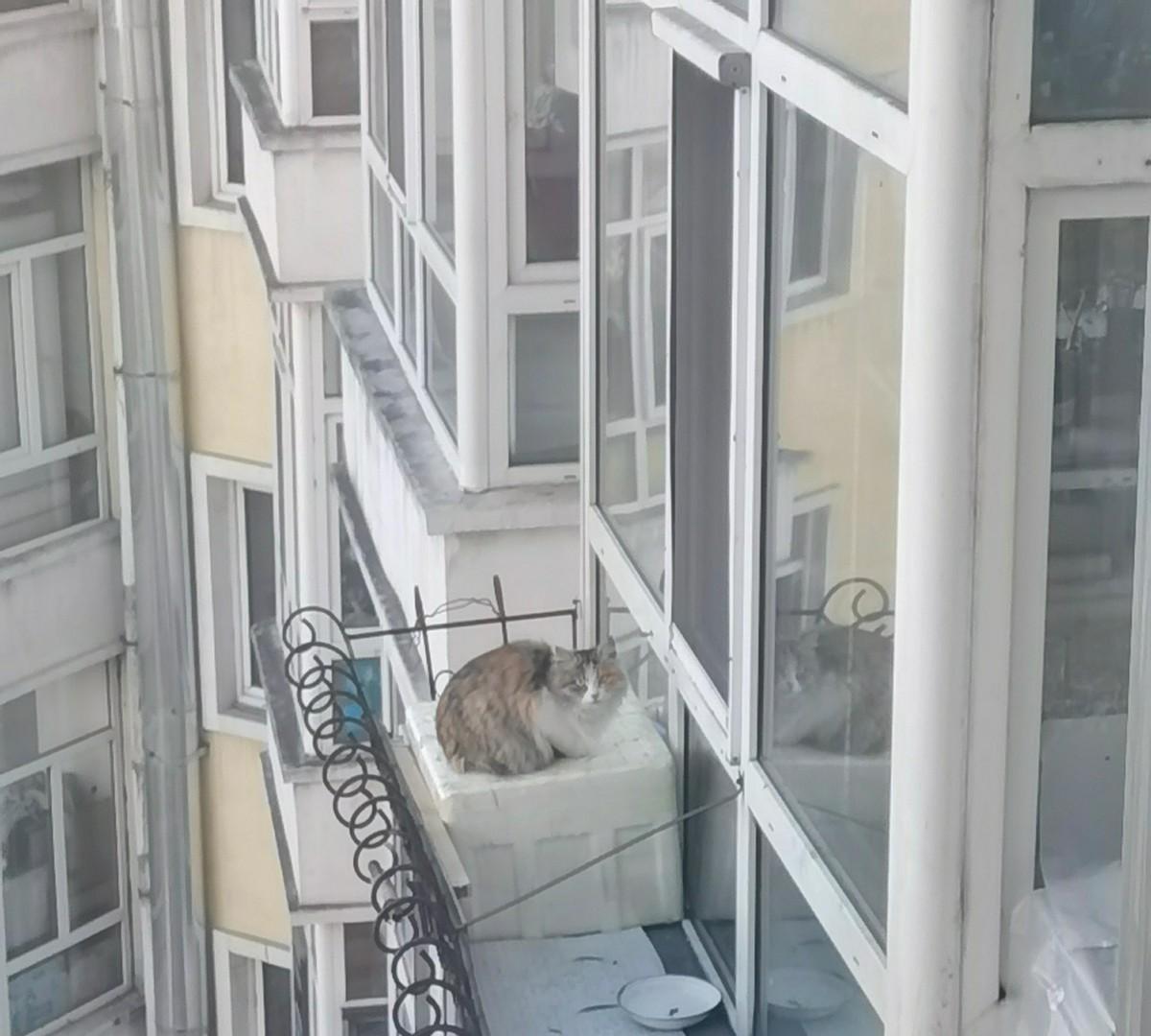 哈尔滨五楼那只三花猫，夏天大着肚子自己爬上来，男主人搭了个纸箱让它生娃，邻居还夸