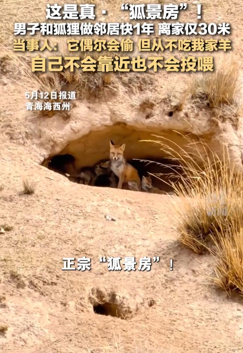 青海海西州，一男子突然发现，自家草场的地窖洞穴里来了一只狐狸，男子也没驱赶，狐狸