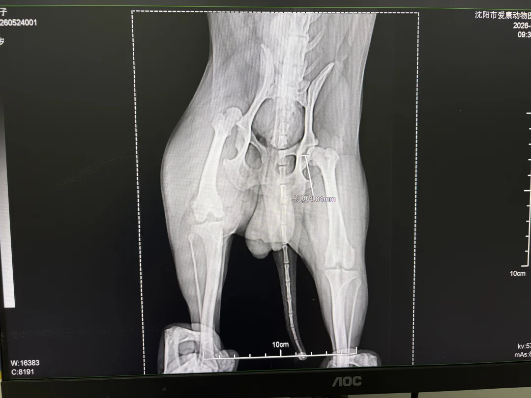 求助骨科宠物医生:狗狗腿脱臼