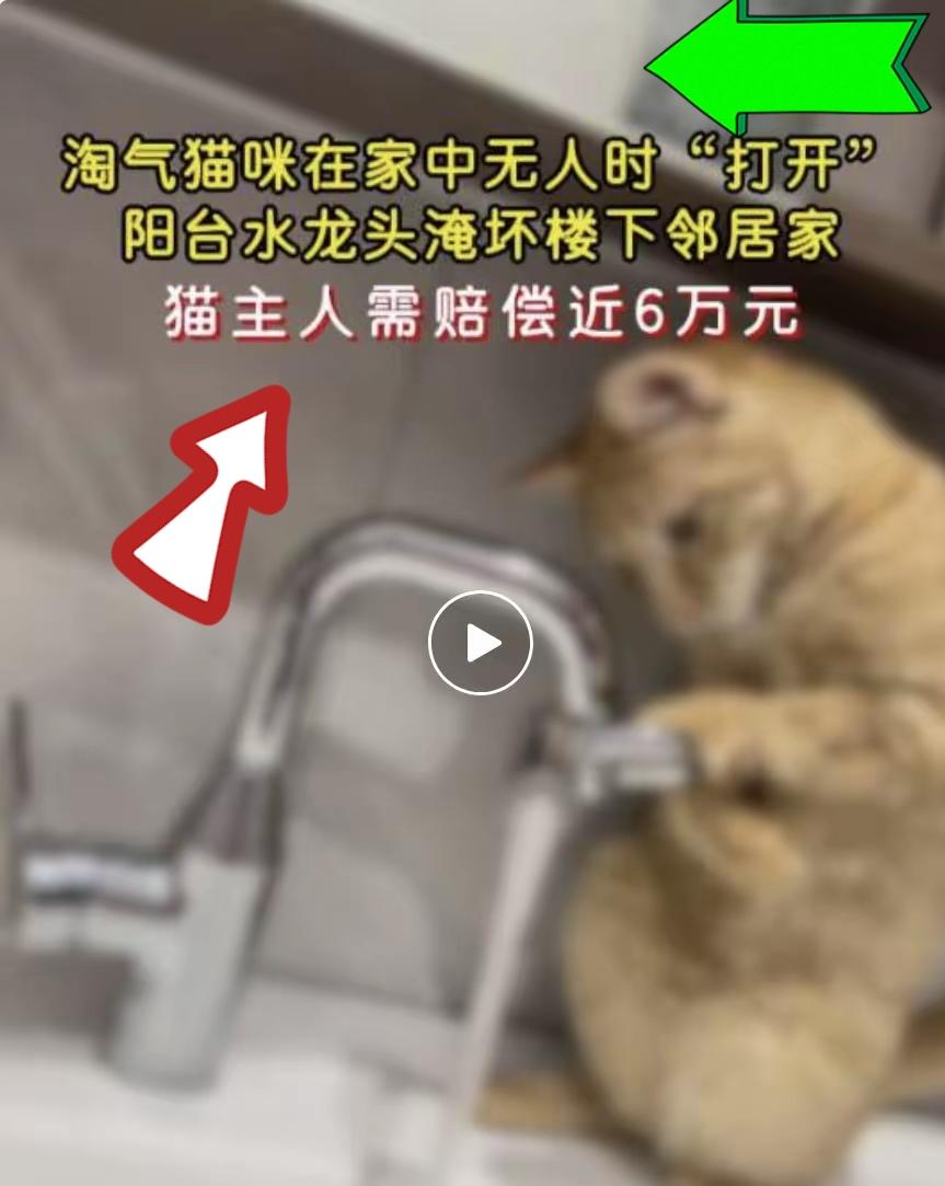 “一只猫竟怎么能惹出这么大的祸！”江苏如皋，一住户家养了调皮的猫。这天家里没人，