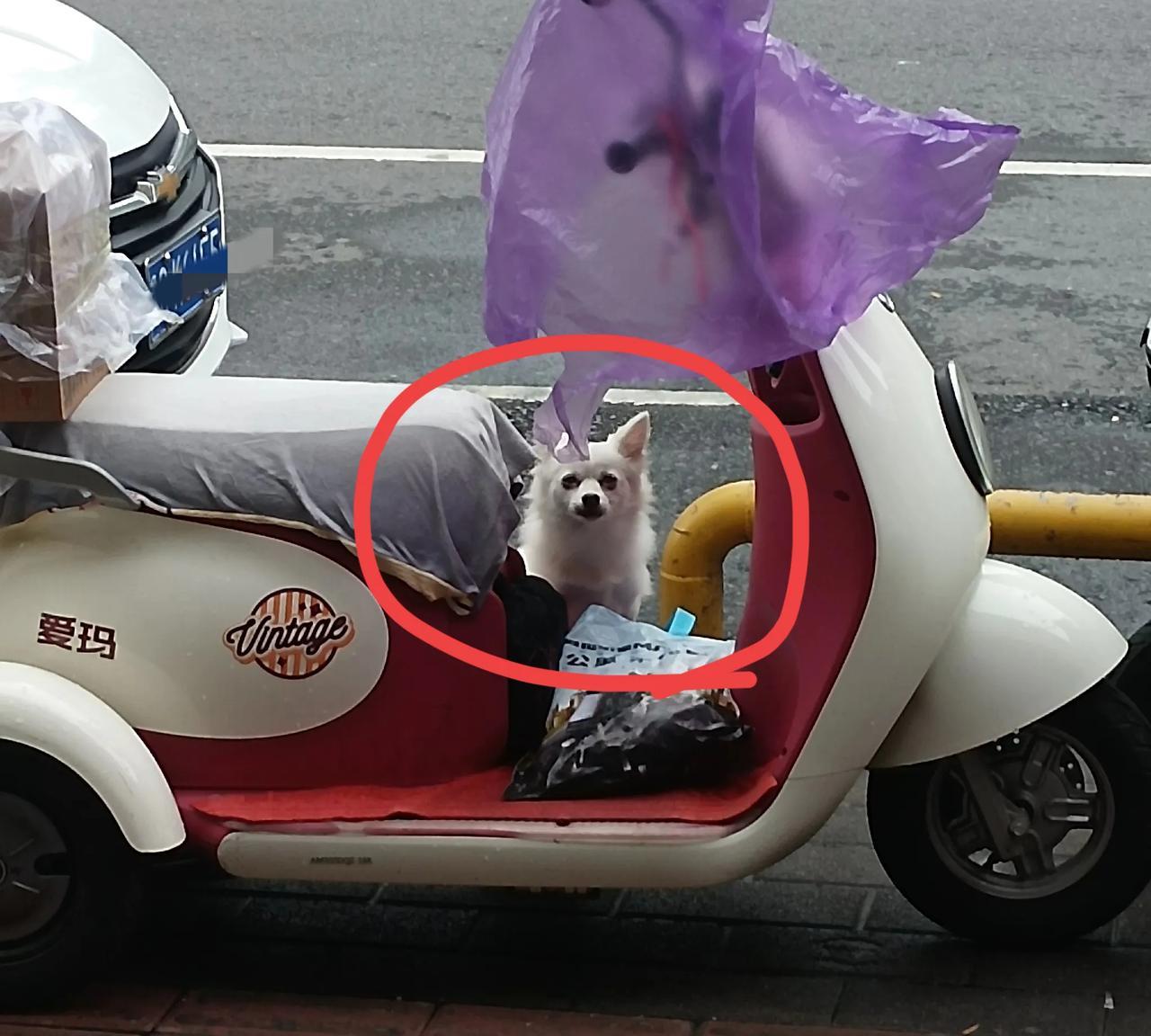 今天发生了一件又气人又丢人又搞笑的事情！朋友今天被两只狗明目张胆的欺负了！和朋友