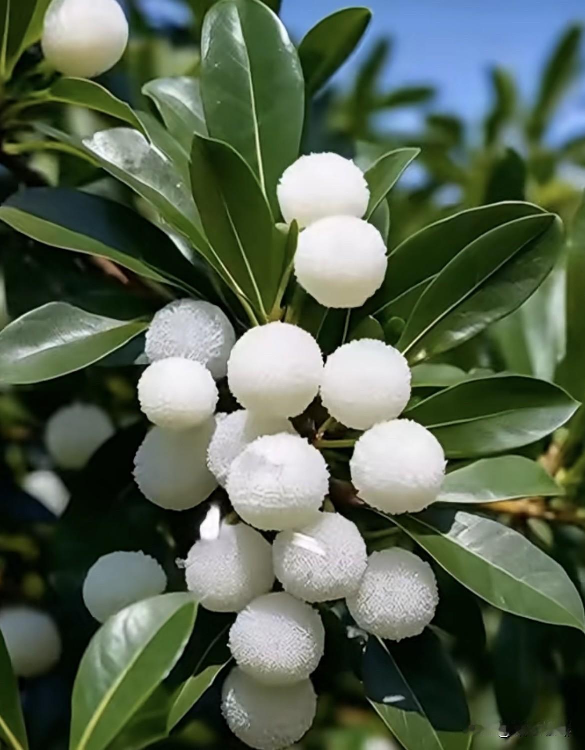 白色的杨梅第一次见，你们吃过这种杨梅吗⁉️春景