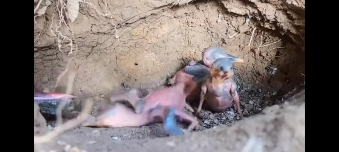 挑食？小时候我们还不是妈妈喂什么吃什么。鸟以类居，没长毛前兄弟姊妹斗的你死我活