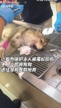 好感动！河北女子遛狗时意外踩到毒蛇，小狗为保护主人冲在前边导致被毒蛇咬伤，女子发