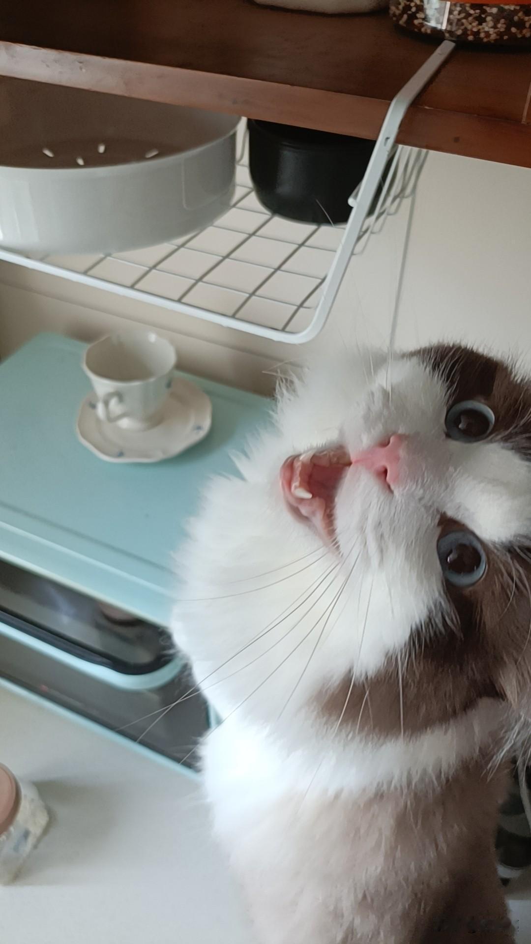 自从养了猫没有毛的衣服我不穿没有毛的床我不睡晚上刷好的锅早上一看盖子上有