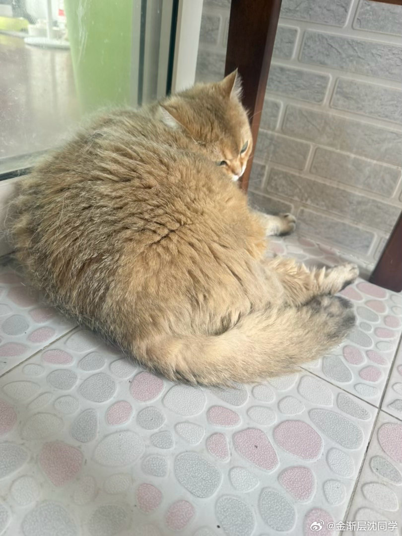 鸡腿猫被霸凌了？萌宠猫咪
