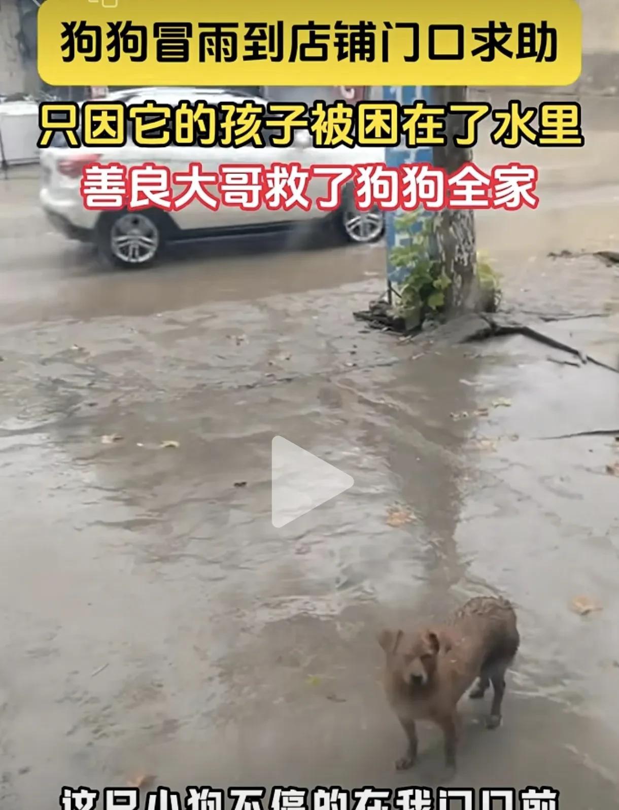 这只狗快成精啦，就差说人话了。视频中网友发现一只小狗浑身湿透地来到他店面门口呜呜