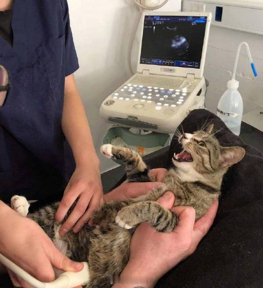一只怀孕的猫被带去做超声波检查经历的四个阶段：拒绝、愤怒、好奇、妥协[大笑]​
