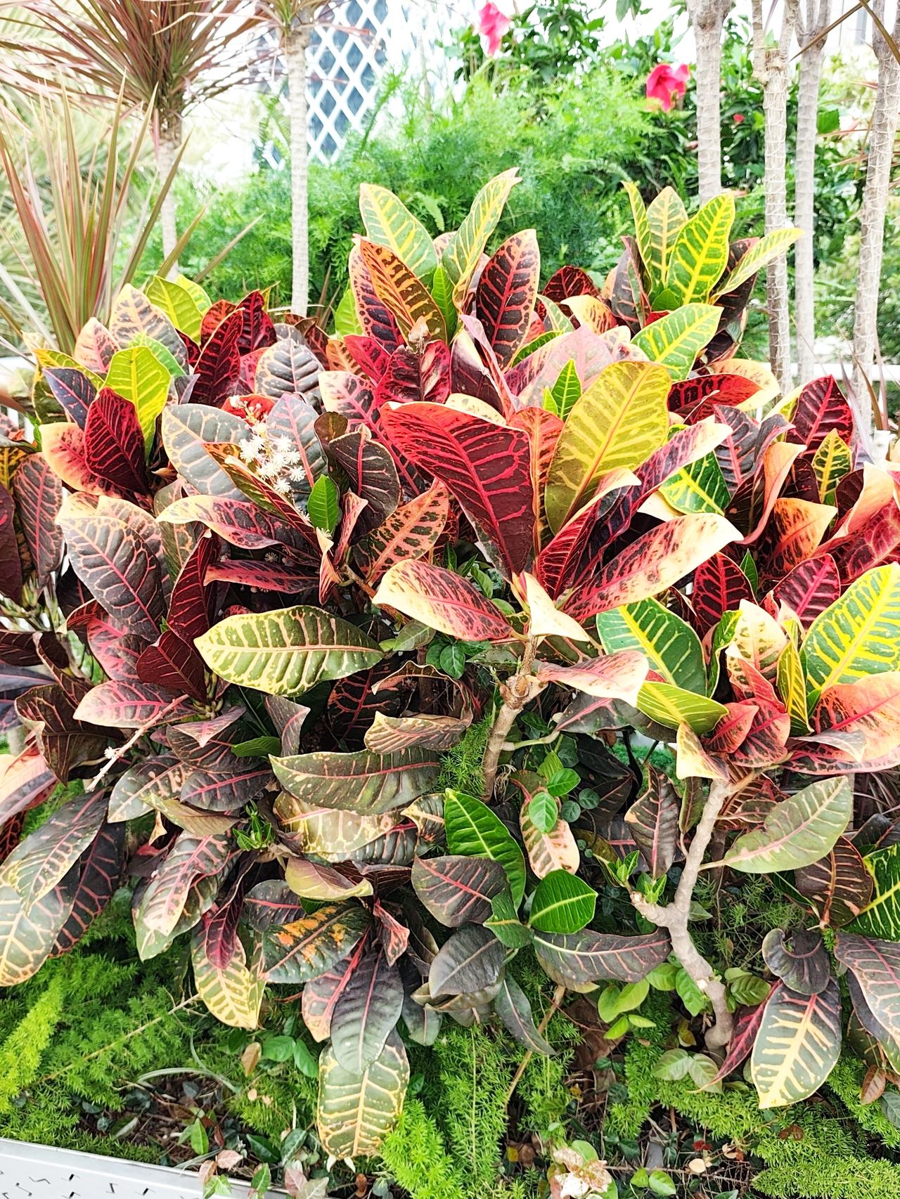 今天在办公室楼下拍到了变叶木和它的花。‌变叶木之所以叫变叶木，是因为它叶色丰富，