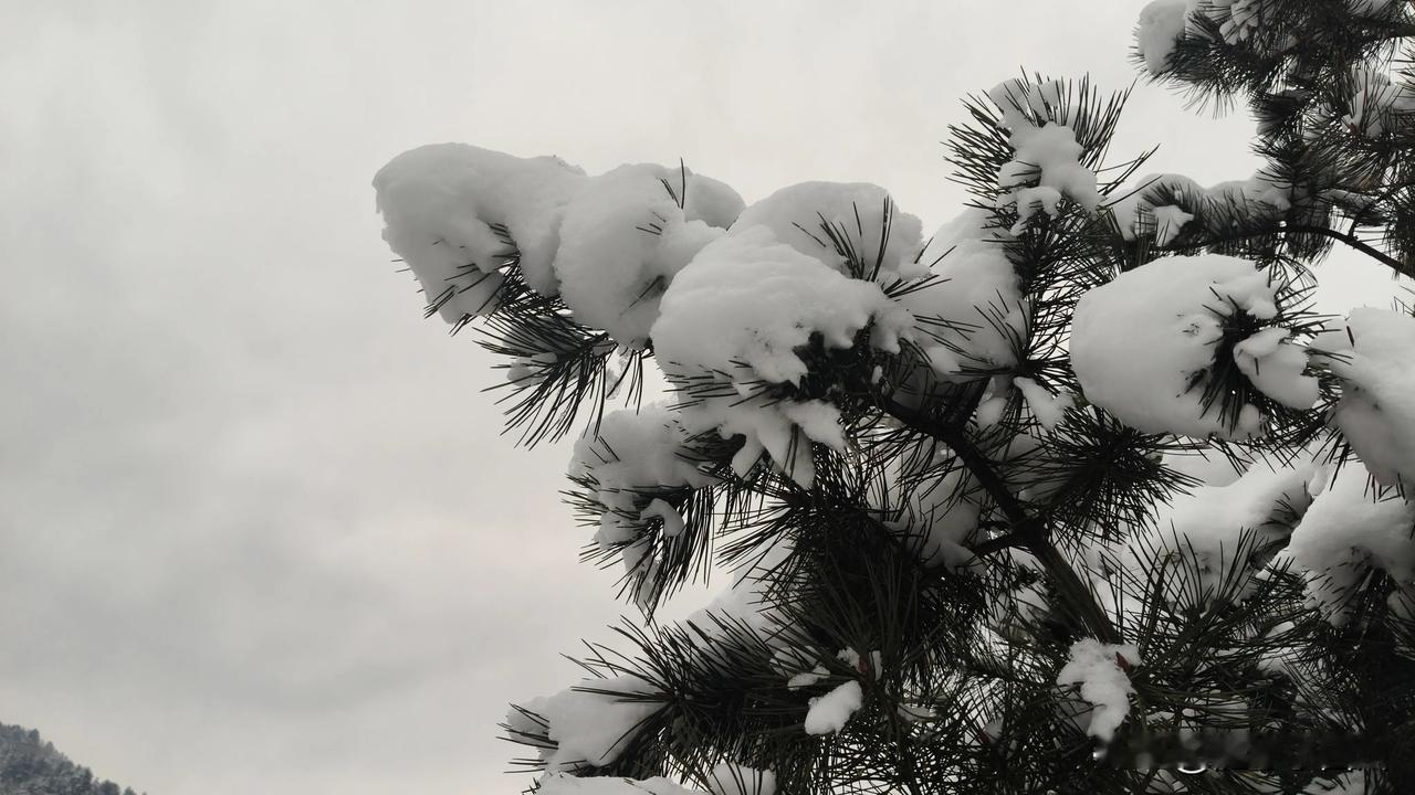 哈哈哈，给大家看看秦岭山的雪景吧！真的是太美了