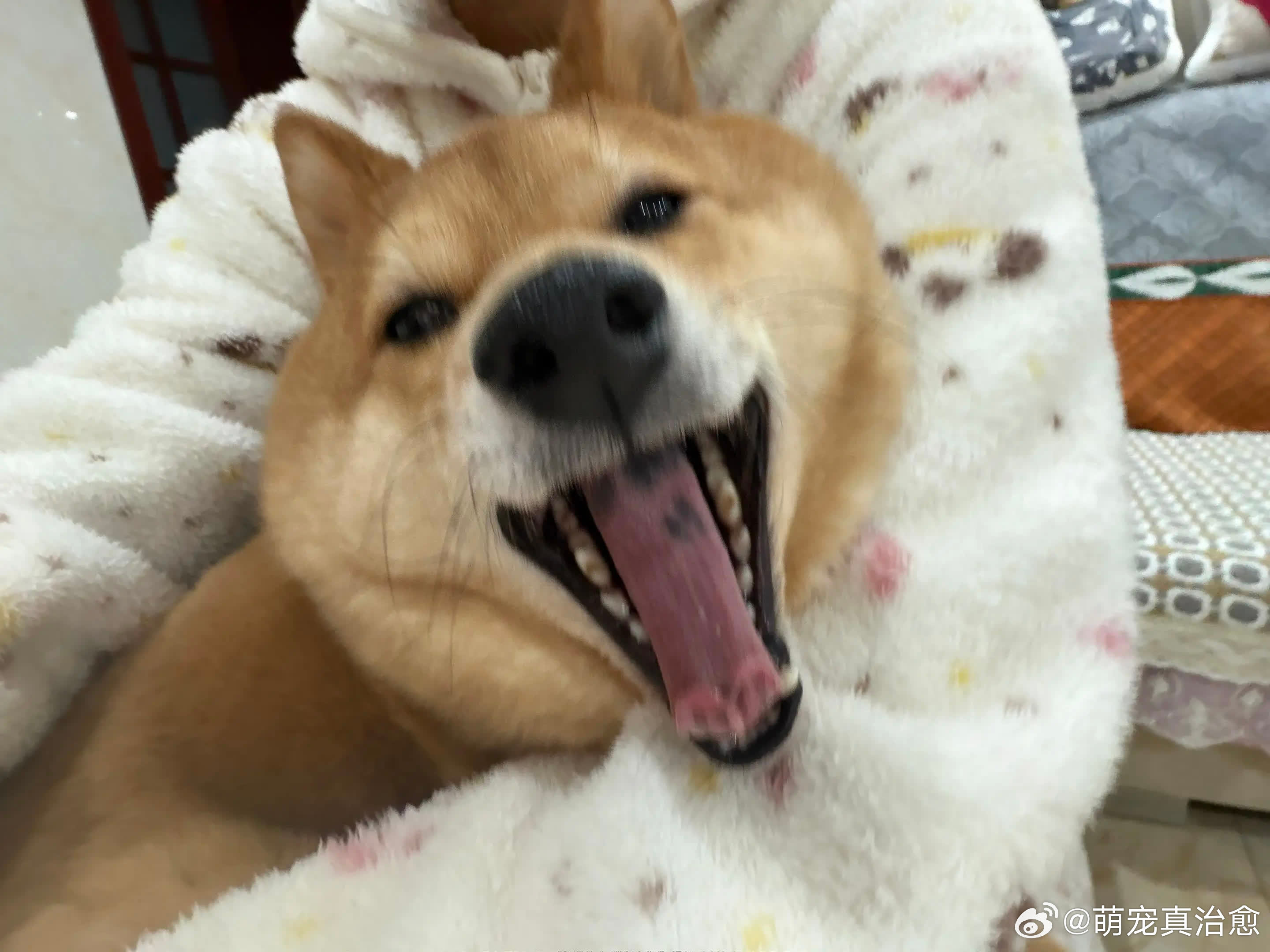 你说我好可爱其实是你可爱我了对不对^𐋣^萌宠宠物