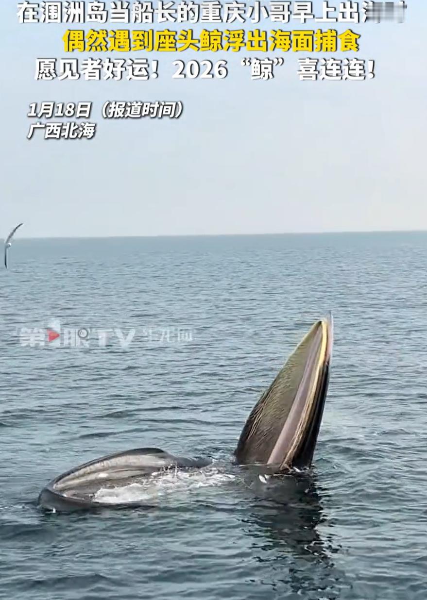 太惊喜了！广西北海，一位游客早上坐船出海，原本只是想看看大海，拍拍风景，心里偷偷