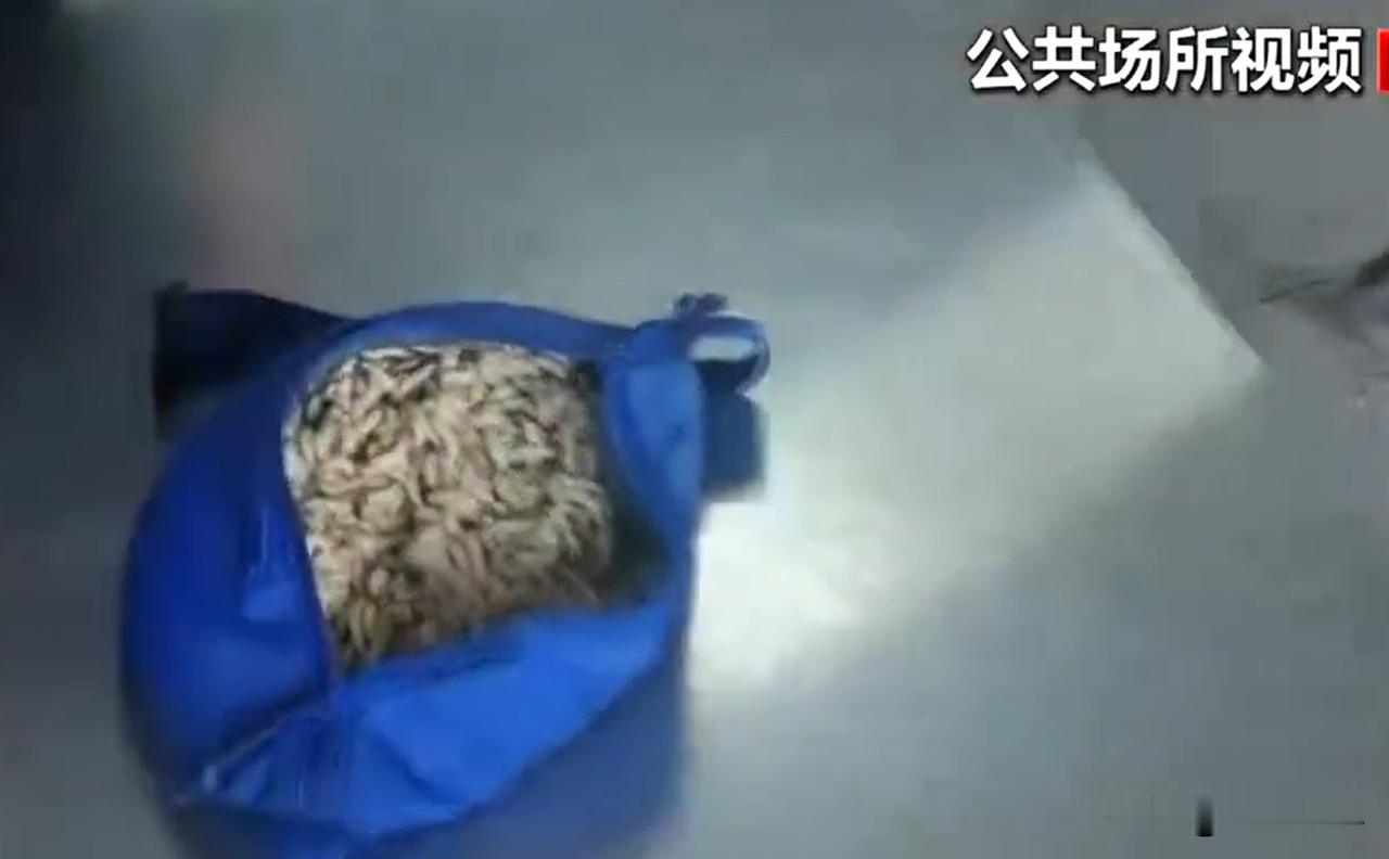 近日，云南省景洪市勐龙口岸的海关官员在进行入境通道旅客检查时，突然发现一名穿黄衣