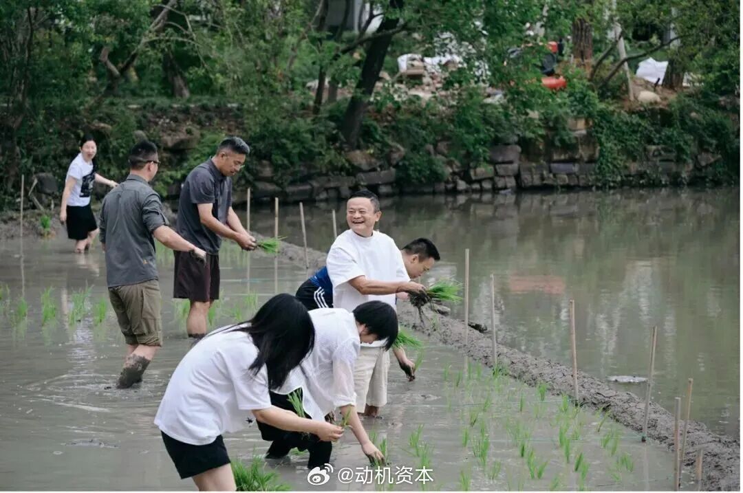 阿里高管集体下田插秧，忙了一上午才种半亩？网友：真人版“芭芭农场”实锤了！6月
