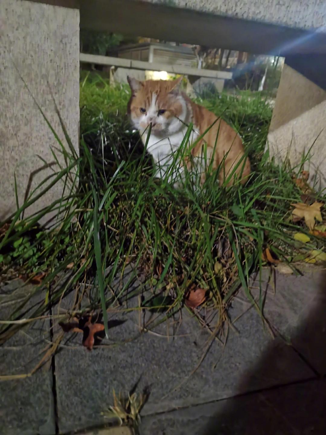 网友分享：你见过这么有猫德的猫嘛，每次喂完它就老老实实的蹲在你身边，。等你走的时