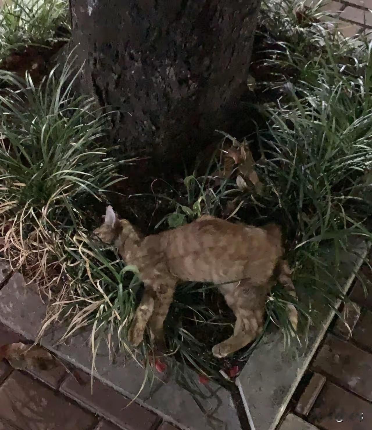 有的人真的是太坏了，这天夜里，一位小哥哥去公园健身，结果在路边的树下，看到一只橘