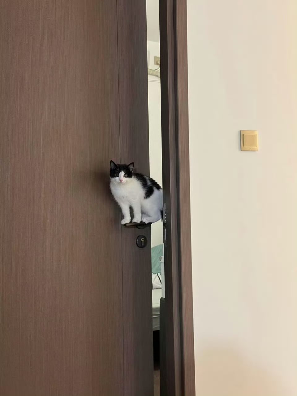 原来这就是奶牛猫的出场方式，啊啊啊啊好可爱​​​